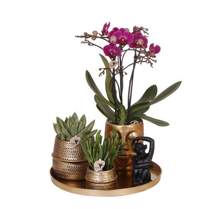 Kolibri Company | Gift set Hotel Chic| Plantenset met paarse Phalaenopsis Orchidee en Succulenten incl. keramieken sierpotten