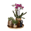 Kolibri Company | Gift set Hotel Chic| Plantenset met paarse Phalaenopsis Orchidee en Succulenten incl. keramieken sierpotten