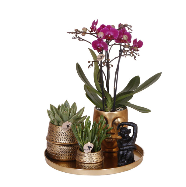 Kolibri Company | Gift set Hotel Chic| Plantenset met paarse Phalaenopsis Orchidee en Succulenten incl. keramieken sierpotten