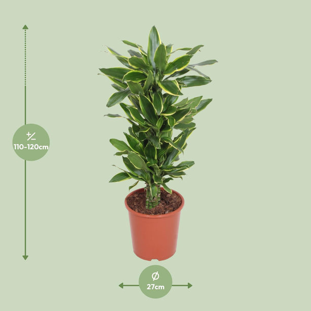 Dracaena golden coast (Drakenbloedboom) - Ø 27 cm - ↑ 110 cm