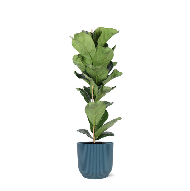 Ficus Lyrata - Vioolbladplant - Ø 21 cm - ↑ 90 cm in Vibes BLUE pot