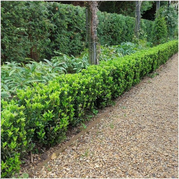 1 Meter Groene Haagplant - Euonymus japonicus 'Green Spire' - Set van 6 Winterharde Haagplanten - Groenblijvende Haag - Vers van de Kwekerij Geleverd