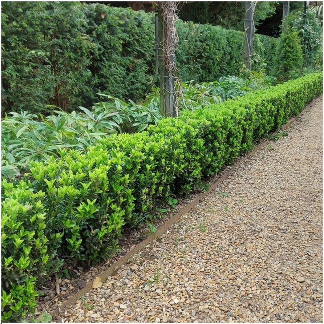 1 Meter Groene Haagplant - Euonymus japonicus 'Green Spire' - Set van 6 Winterharde Haagplanten - Groenblijvende Haag - Vers van de Kwekerij Geleverd