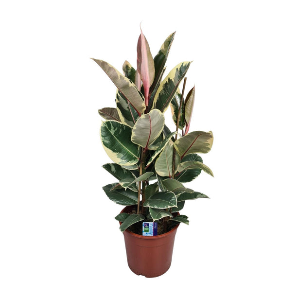 Ficus elastica Tineke (Rubberplant) - Ø 27 cm - ↑ 85 cm