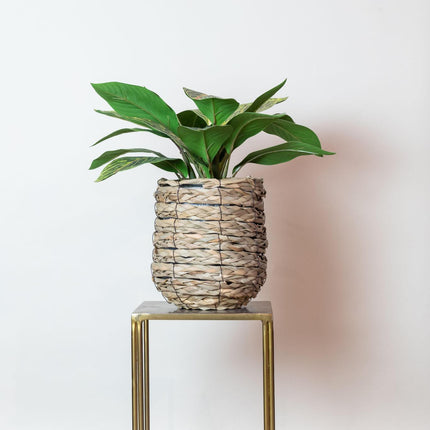 Kunstplant - Croton Codiaeum - Wonderstruik - ↑ 38 cm