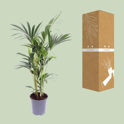 Howea Forsteriana - Kentiapalm - Ø 17 cm - ↑ 75 cm