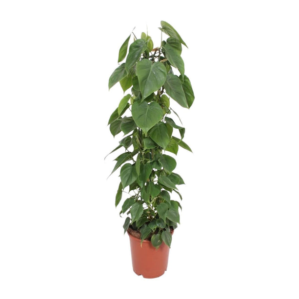 Philodendron Scandens - Zaadplant - Ø 24 cm - ↑ 120 cm