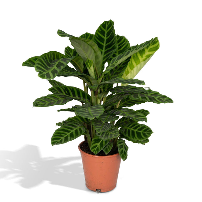 Calathea Zebrina (Pauwenplant) ↑ 80 cm