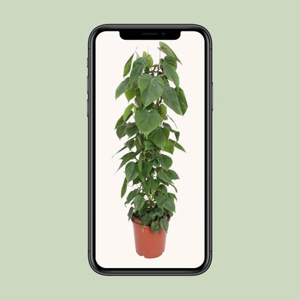 Philodendron Scandens - Zaadplant - Ø 24 cm - ↑ 120 cm