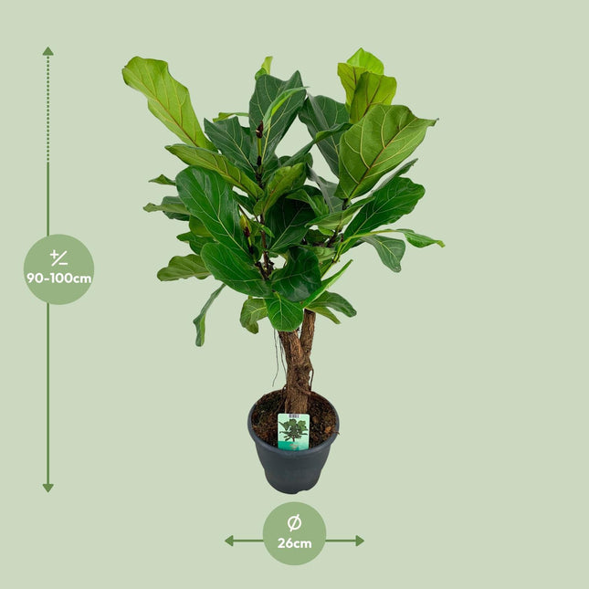 Ficus lyrata (Vioolbladplant) - Ø 26 cm - ↑ 100 cm