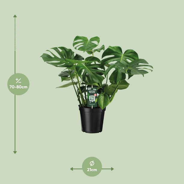 Monstera Deliciosa - Gatenplant - Ø 21 cm - ↑ 65 cm