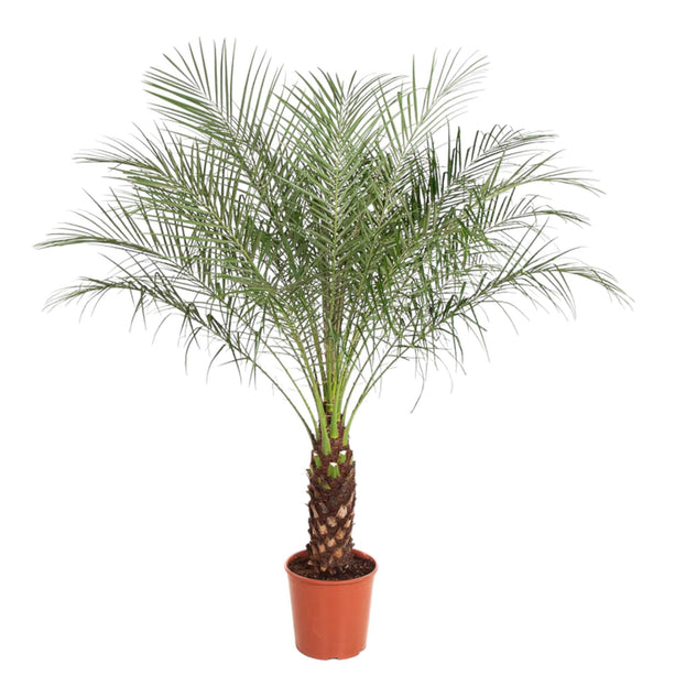 Phoenix Roebelenii - Dwergdadelpalm - Ø 27 cm - ↑ 150 cm