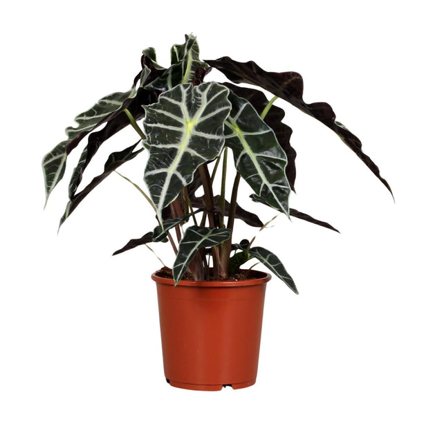 Alocasia Polly (Aronskelkplant) ↑ 45 cm