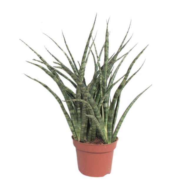 Sansevieria 'Fernwood Punk' (Vrouwentong) - Ø 12 cm - ↑ 35 cm