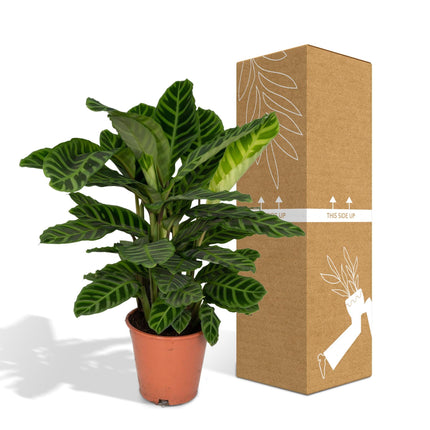 Calathea Zebrina (Pauwenplant) ↑ 80 cm