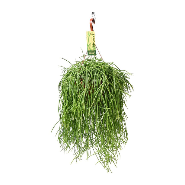 Rhipsalis baccifera Shaferi (Koraalcactus) - Ø 21 cm - ↑ 60 cm