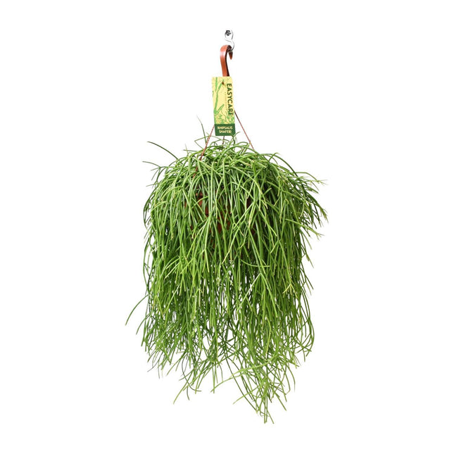 Rhipsalis baccifera Shaferi (Koraalcactus) - Ø 21 cm - ↑ 60 cm