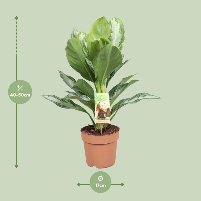 Aglaonema Silver Bay (Chinese Evergreen) ↑ 55 cm