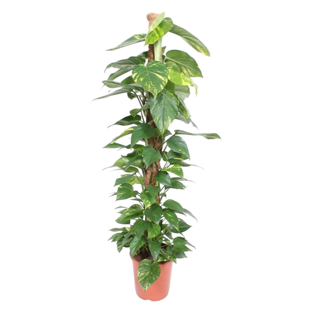 Epipremnum aureum (Mossstok) - Ø 27 cm - ↑ 150 cm