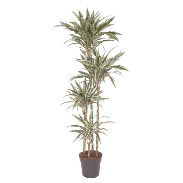 Dracaena White Stripe (Drakenbloedboom) ↑ 170 cm