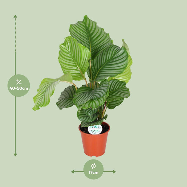 Calathea Orbifolia (Pauwenplant) ↑ 60 cm