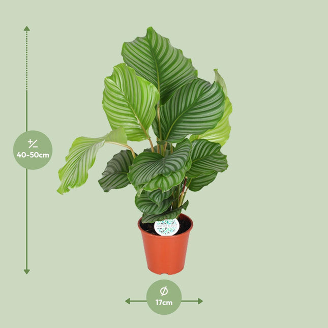 Calathea Orbifolia (Pauwenplant) ↑ 60 cm