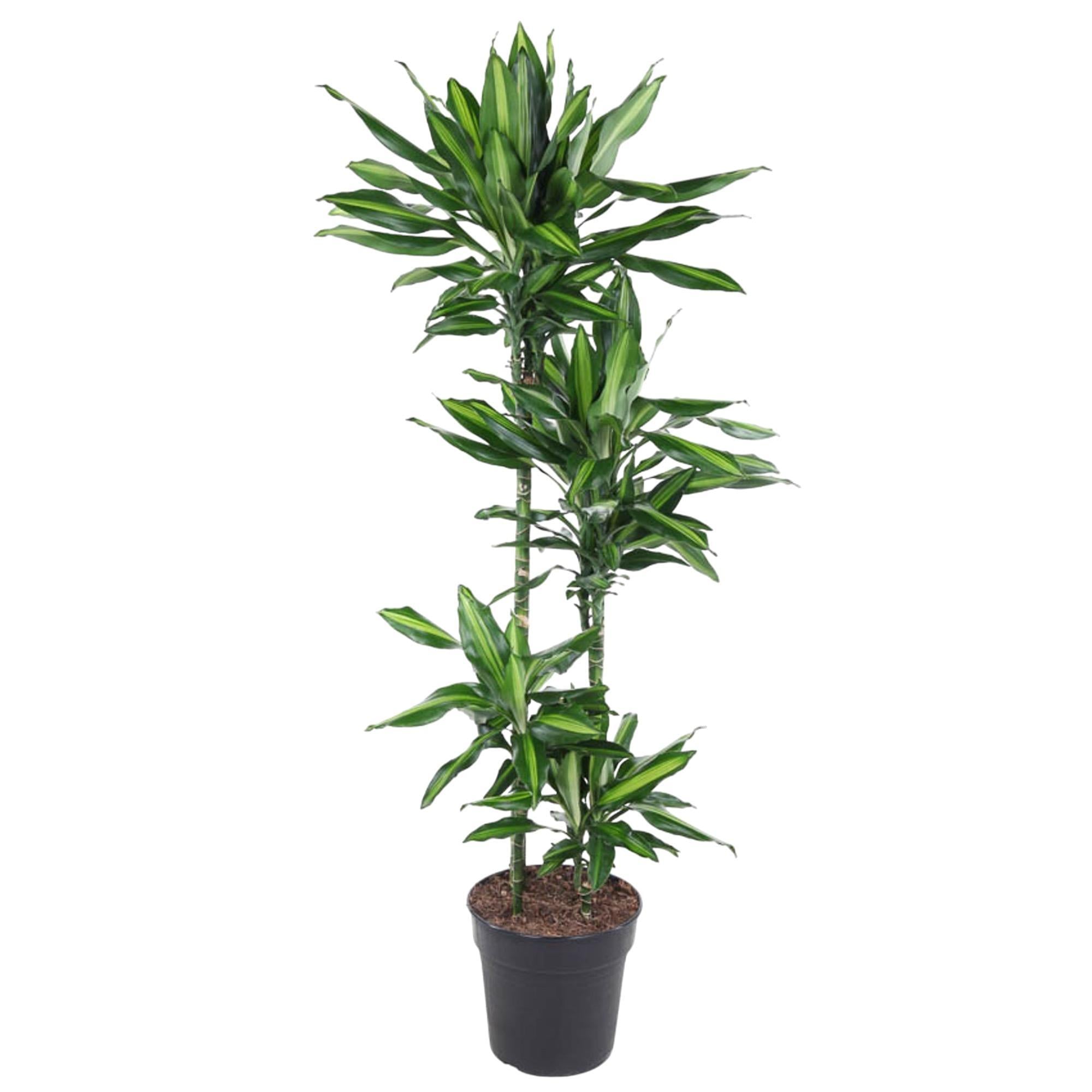 dracaena kopen Dracaena Cintho (Drakenbloedboom) ↑ 150 cm