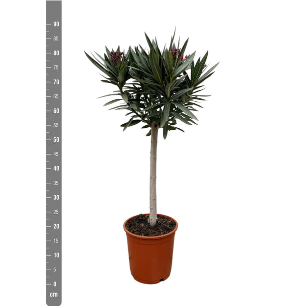 Nerium Oleander - Olijfboom op stam met roze bloem - Ø 22 cm - ↑ 90 cm