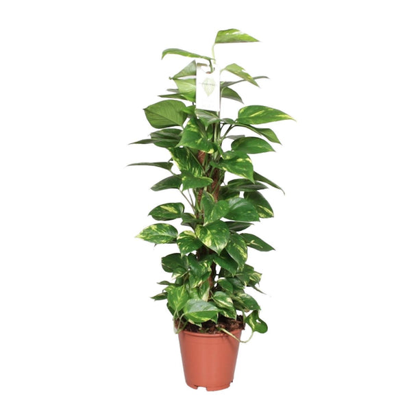 Epipremnum pinnatum (Drachenkletterpflanze) - Ø 19 cm - ↑ 80 cm