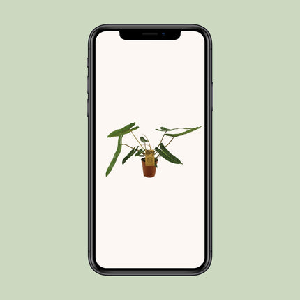 Philodendron Billetiae - Hangplant - Ø 15 cm - ↑ 50 cm