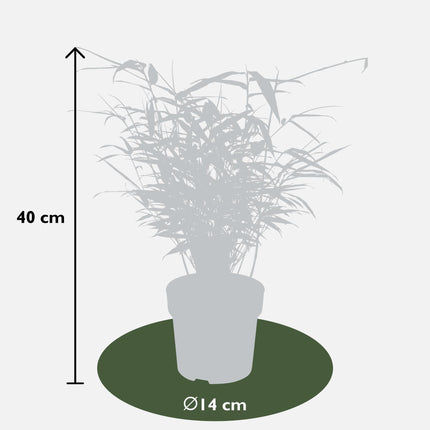 Fargesia rufa (Bamboeplant) - Ø 14 cm - ↑ 40 cm