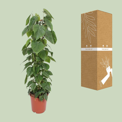 Philodendron Scandens - Zaadplant - Ø 24 cm - ↑ 120 cm