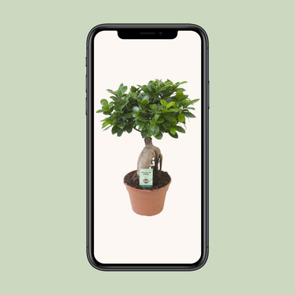 Ficus Ginseng (Bonsai) Ø 17cm - ↑ 40cm