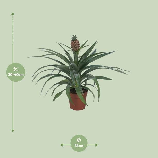 Ananas Mi Amigo (Ananasplant) ↑ 40 cm