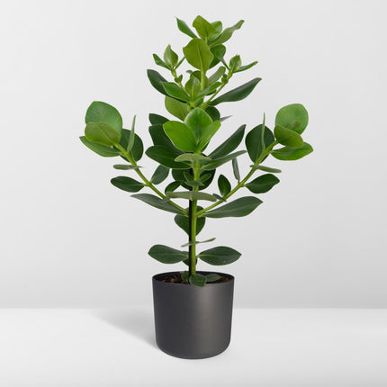 Clusia Rosea Princess (Varkensboom) - Ø 17 cm - ↑ 60 cm
