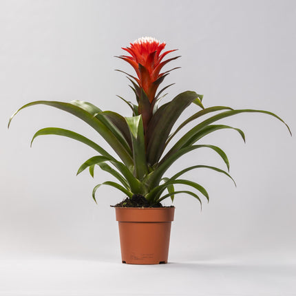 Guzmania Hope - Kokerplant (Bromelia) - Ø 12 cm - ↑ 40 cm