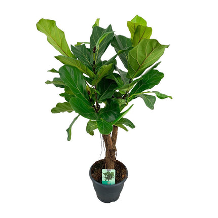 Ficus lyrata (Vioolbladplant) - Ø 26 cm - ↑ 100 cm