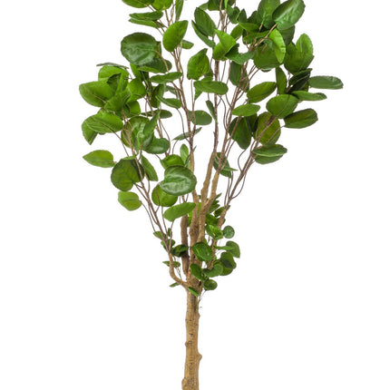 Kunstplant - Polyscias - Aralia - 150 cm
