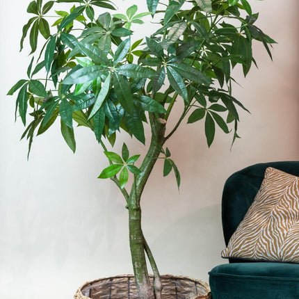 Kunstplant - Pachira Aquatica - Geldboom - 150 cm
