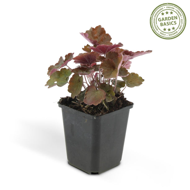 Heuchera mic. 'Palace Purple' - Heuchera - Ø 9 cm - ↑ 25 cm