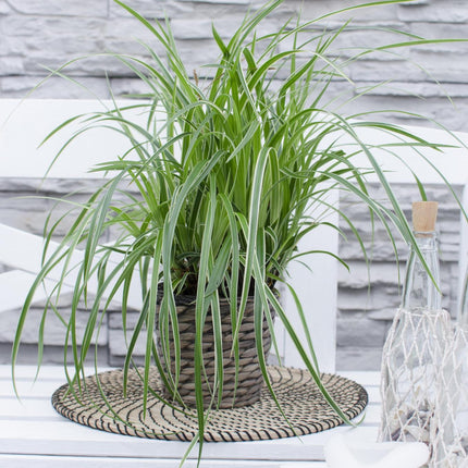 Carex morrowii 'Ice Dance' - IJskruid - Ø 14 cm - ↑ 30 cm