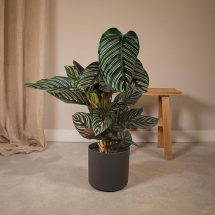 Calathea Ornata (Pauwenplant) ↑ 75 cm