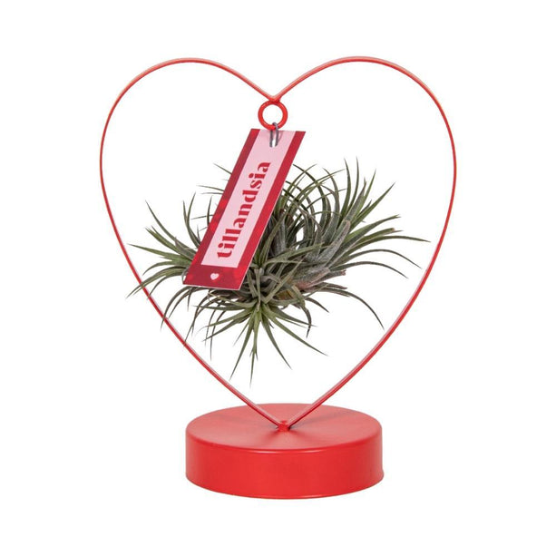 Tillandsia Ionantha Silver - Ø10,5cm - ↕23cm