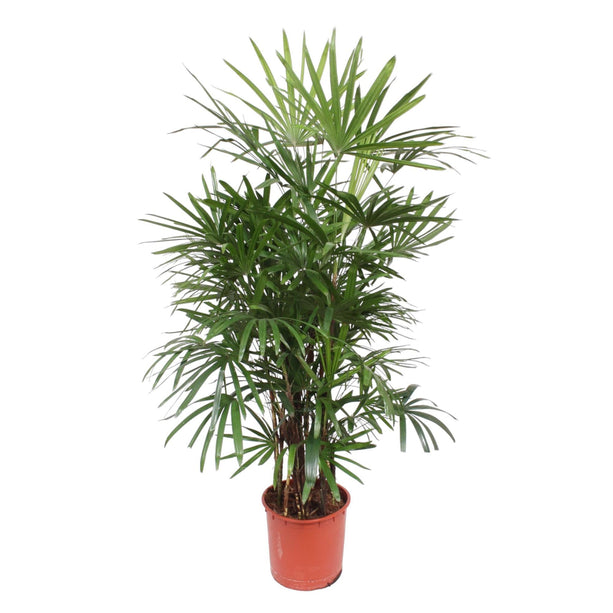 Rhapis excelsa (Palmplant) - Ø 34 cm - ↑ 190 cm