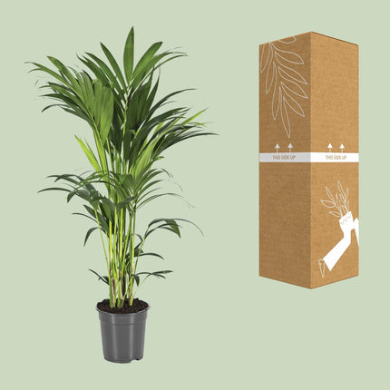 Howea Forsteriana - Kentiapalm - Ø 21 cm - ↑ 100 cm