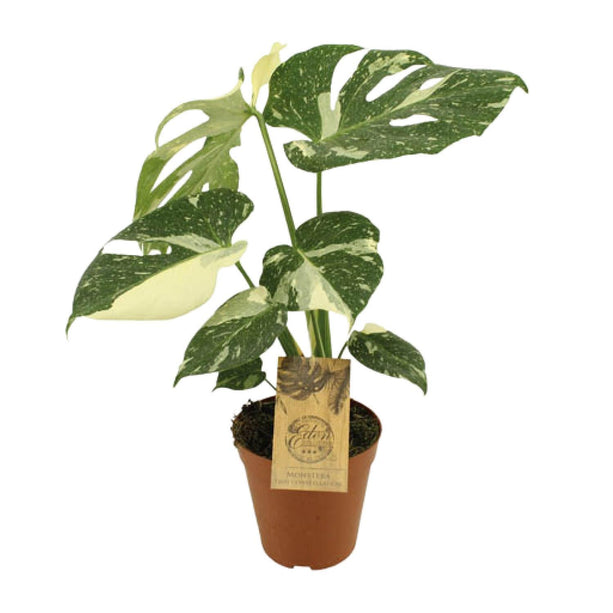 Monstera Thai Constellation - Gatenplant - Ø 15 cm - ↑ 50 cm