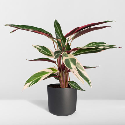 Calathea Triostar (Pauwenplant) ↑ 70 cm