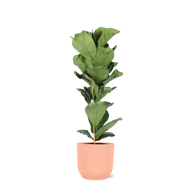 Ficus Lyrata - Vioolbladplant - Ø 21 cm - ↑ 90 cm in Vibes ROZE pot