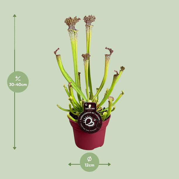 Sarracenia 'Farnhamii' (Bekerplant) - Ø 12 cm - ↑ 40 cm