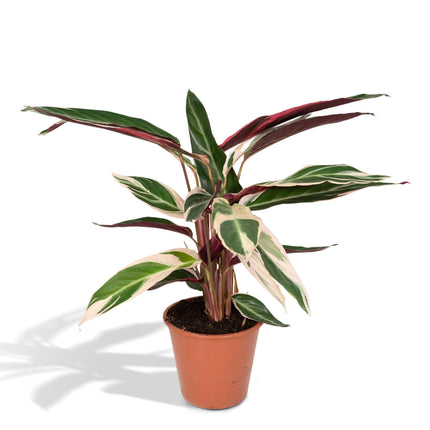 Calathea Triostar (Pauwenplant) ↑ 70 cm